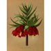 Reproduktion des Gemäldes Fritillaria Imperialis Maximus - Arentina Hendrica Arendsen