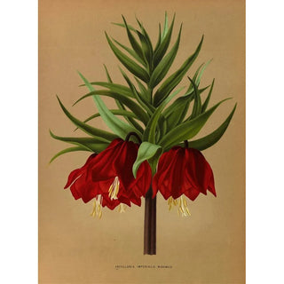 Arentina Hendrica Arendsen - Fritillaria Imperialis Maximus.webp
