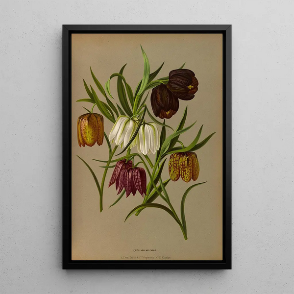 Reproduktion des Gemäldes Fritillaria Meleagris - Arentina Hendrica Arendsen