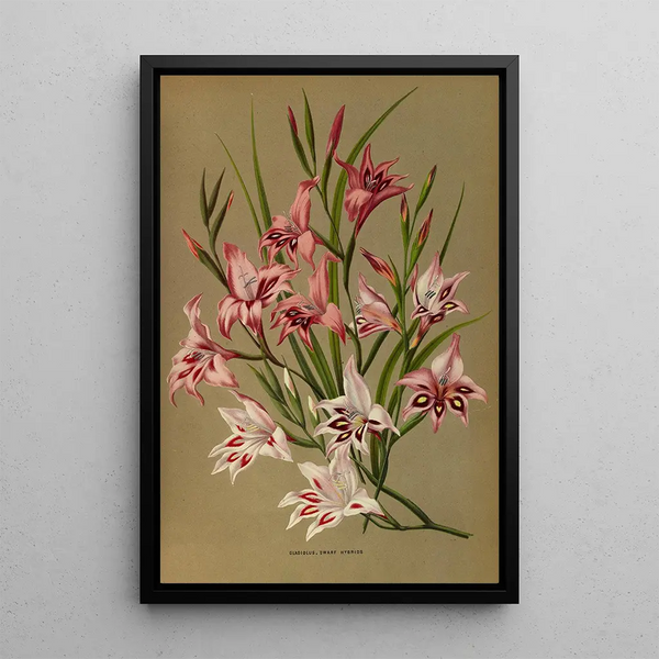 Gladiolus Nains Hybrides - Arentina Hendrica Arendsen — gerahmtes Bild an der Wand
