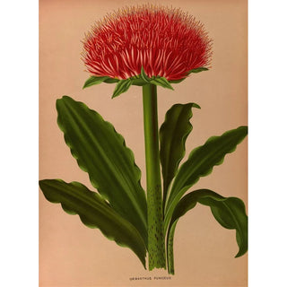 Arentina Hendrica Arendsen - Haemanthus Puniceus.webp