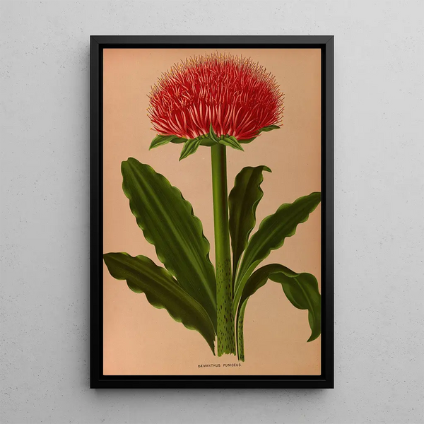 Haemanthus Puniceus - Arentina Hendrica Arendsen — gerahmtes Bild an der Wand