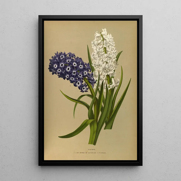 Reproduktion des Gemäldes Jacinthes 10 - Arentina Hendrica Arendsen