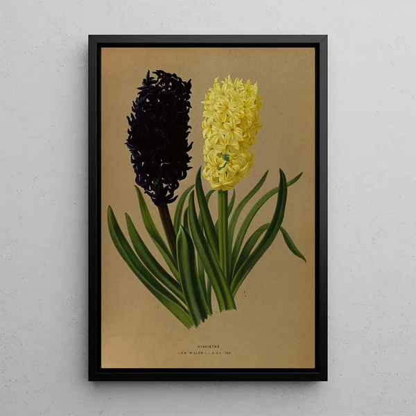 Jacinthes 2 - Arentina Hendrica Arendsen — gerahmtes Bild an der Wand