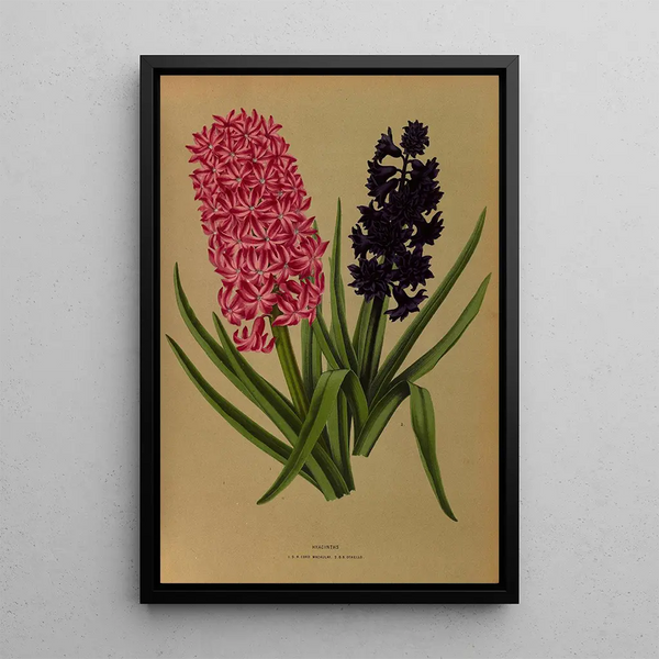 Jacinthes 3 - Arentina Hendrica Arendsen — gerahmtes Bild an der Wand