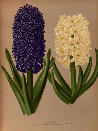 Arentina Hendrica Arendsen - Hyacinths 6.webp