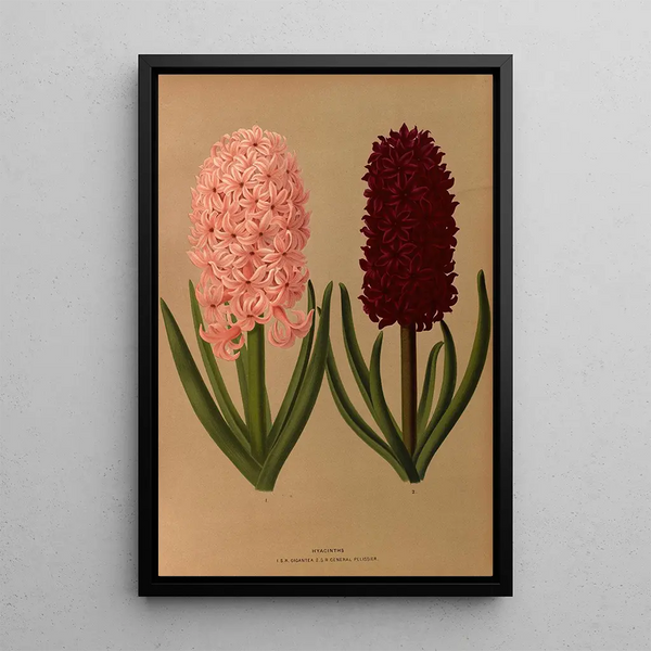 Jacinthes 8 - Arentina Hendrica Arendsen — gerahmtes Bild an der Wand