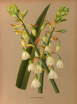 Arentina Hendrica Arendsen - Hyacinthus Candicans.webp