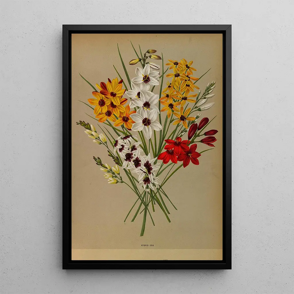 Reproduktion des Gemäldes Ixia Hybride - Arentina Hendrica Arendsen