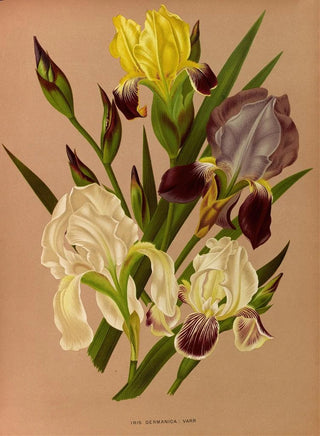 Arentina Hendrica Arendsen - Iris Germanica Varr.webp