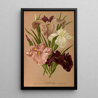 Arentina Hendrica Arendsen - Iris Kaempferi Var.webp