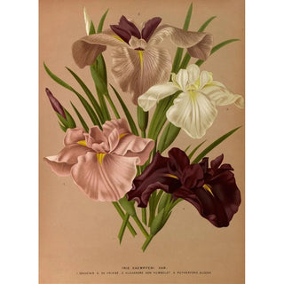Arentina Hendrica Arendsen - Iris Kaempferi Var.webp