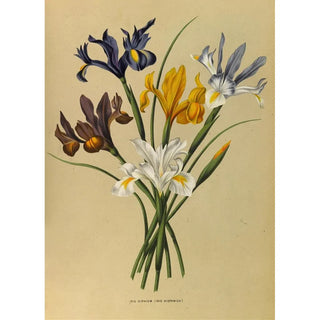Arentina Hendrica Arendsen - Iris Xiphium Iris Hispanica.webp
