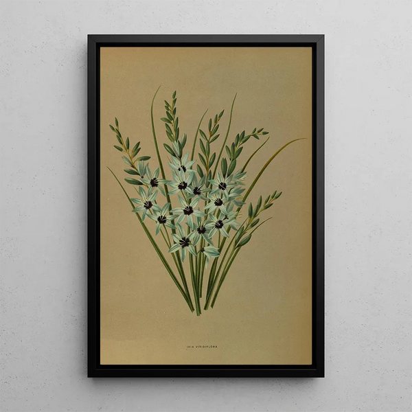 Reproduktion des Gemäldes Ixia Viridiflora - Arentina Hendrica Arendsen