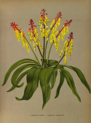 Arentina Hendrica Arendsen - Lachenalia Pendula 2 Lachenalia Quaoricolor.webp