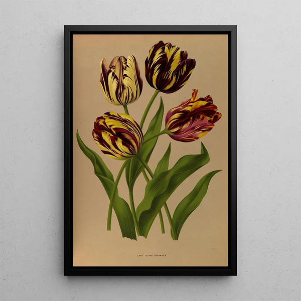 Reproduktion des Gemäldes Tulipes tardives bizarres - Arentina Hendrica Arendsen