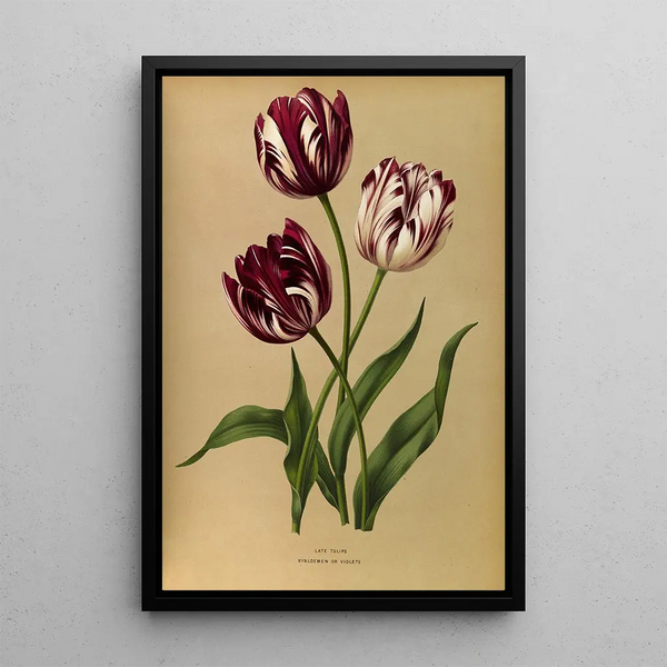 Tulpen späte - Arentina Hendrica Arendsen — gerahmtes Bild an der Wand