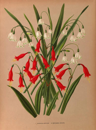 Arentina Hendrica Arendsen - Leucojum Aestivum 2 Pentlandia Miniata.webp
