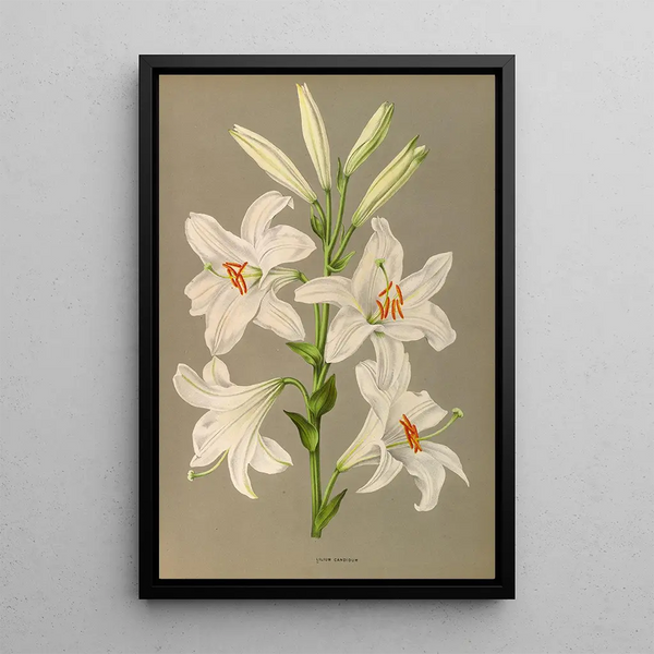 Lys candidum - Arentina Hendrica Arendsen — gerahmtes Bild an der Wand