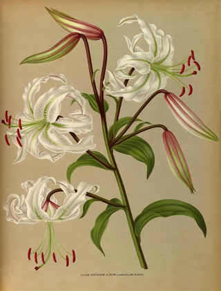 Arentina Hendrica Arendsen - Lilium Speciosum Album Lancifolium Album.webp
