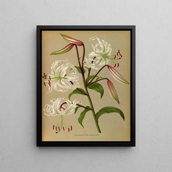 Lilium speciosum album, lancifolium album - Arentina Hendrica Arendsen — gerahmtes Bild an der Wand