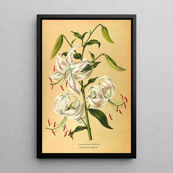 Lys speciosum punctatum - Arentina Hendrica Arendsen — gerahmtes Bild an der Wand