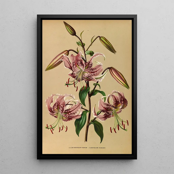 Lys speciosum rubrum - Arentina Hendrica Arendsen — gerahmtes Bild an der Wand