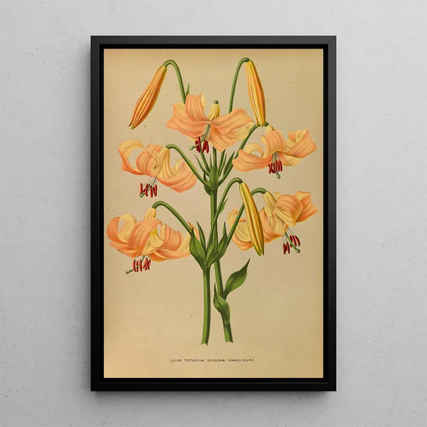 Lys testaceum - Arentina Hendrica Arendsen — gerahmtes Bild an der Wand