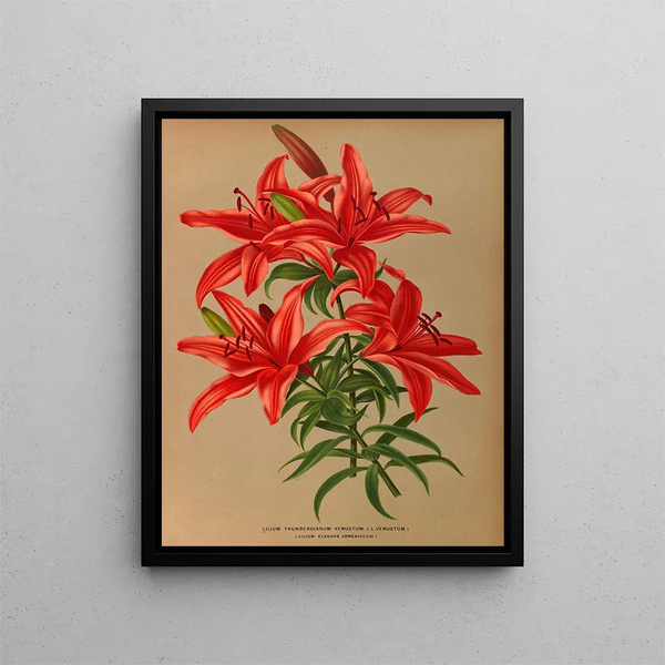 Lilium thunbergianum venustum - Arentina Hendrica Arendsen — gerahmtes Bild an der Wand