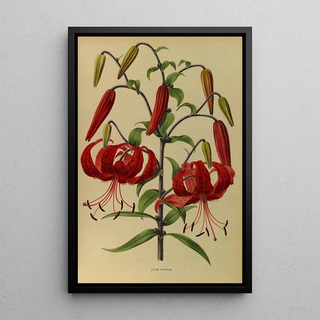 Arentina Hendrica Arendsen - Lilium Tigrinum.webp