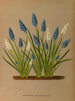 Muscari botryoides Muscari botryoides Var Alba - Arentina Hendrica Arendsen — Ansicht des Kunstwerks