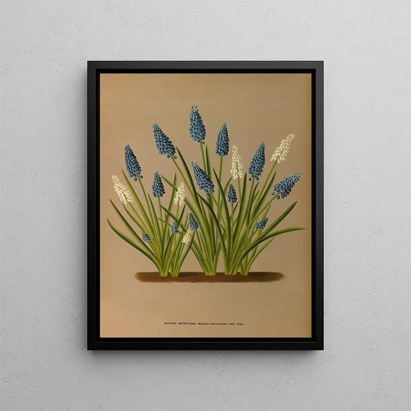 Muscari botryoides Muscari botryoides Var Alba - Arentina Hendrica Arendsen — gerahmtes Bild an der Wand
