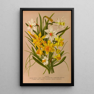 Arentina Hendrica Arendsen - Narcissus 1.webp