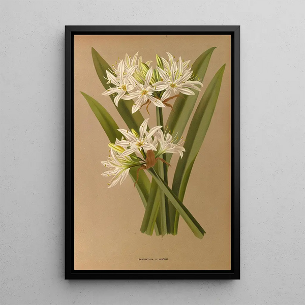 Reproduktion des Gemäldes Pancratium illyricum - Arentina Hendrica Arendsen