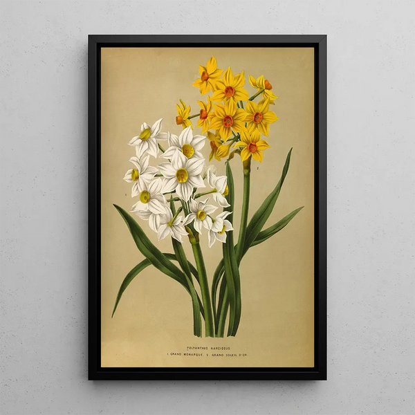 Narcisse Polyanthus Grand Monarque Grand Soleil d'Or - Arentina Hendrica Arendsen — gerahmtes Bild an der Wand