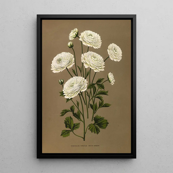 Renoncule Hercule turban blanc - Arentina Hendrica Arendsen — gerahmtes Bild an der Wand