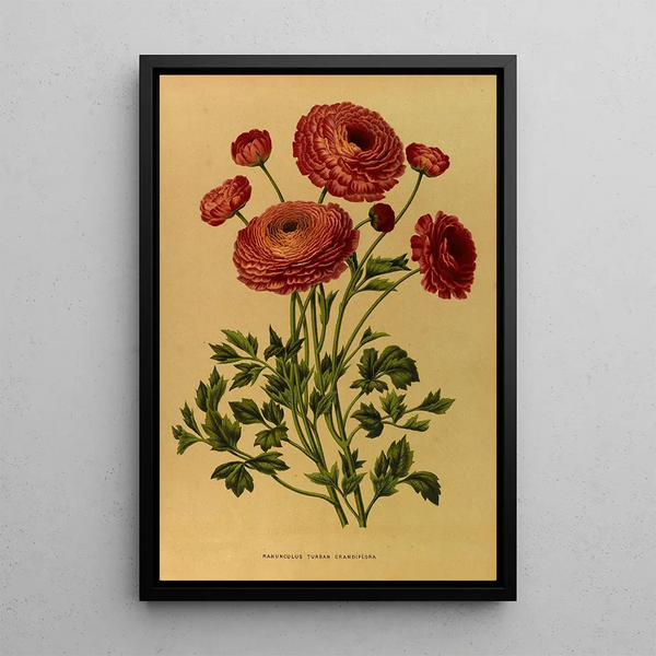 Renoncule Turban Grandiflora - Arentina Hendrica Arendsen — gerahmtes Bild an der Wand