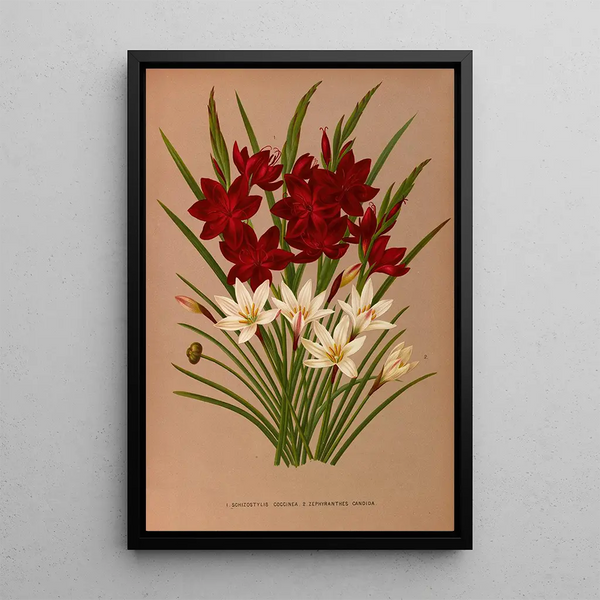 Schizostylis coccinea Zephyranthes candida - Arentina Hendrica Arendsen — gerahmtes Bild an der Wand