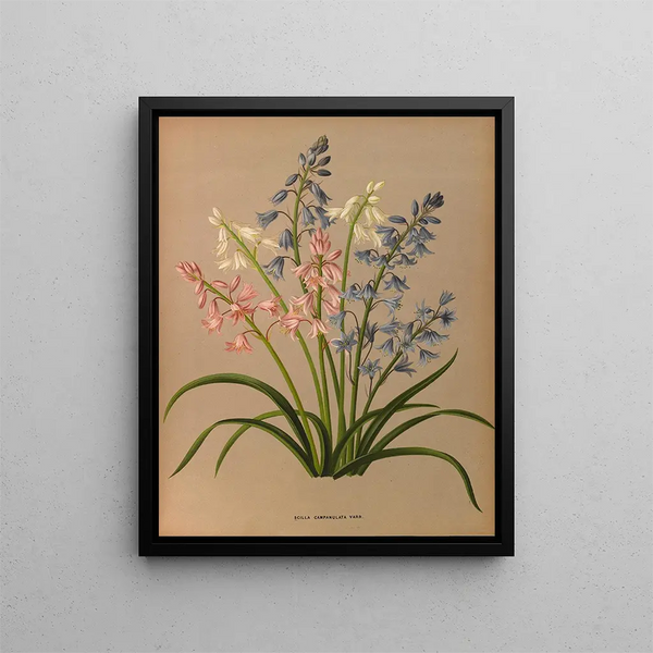 Scilla campanulata varr - Arentina Hendrica Arendsen — gerahmtes Bild an der Wand