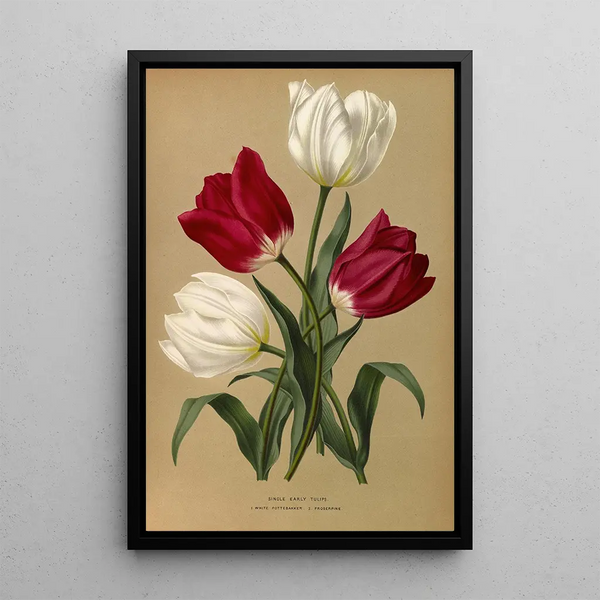 Reproduktion des Gemäldes Tulipes simples précoces White Pottebakker Proserpine - Arentina Hendrica Arendsen