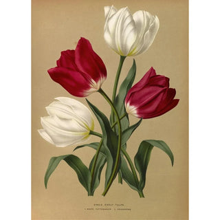 Arentina Hendrica Arendsen - Single Early Tulips 1White Pottebakker 2Prosperpine.webp