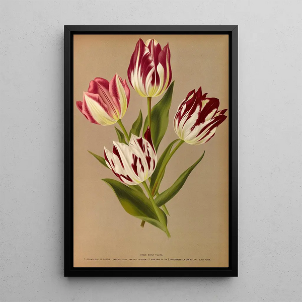 Tulipes simples précoces 2 - Arentina Hendrica Arendsen — gerahmtes Bild an der Wand