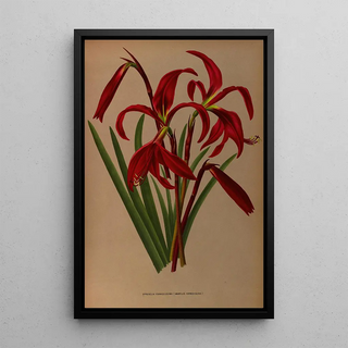 Arentina Hendrica Arendsen - Sprekelia Formosissima Amaryllis Formosissima.webp