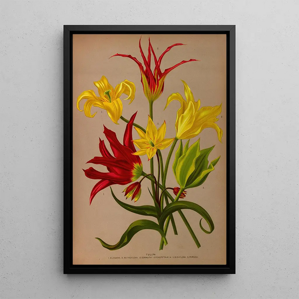 Tulipa - Arentina Hendrica Arendsen — gerahmtes Bild an der Wand