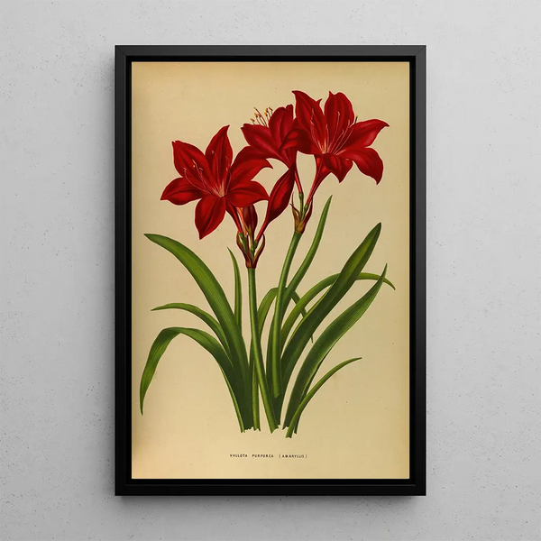 Reproduktion des Gemäldes Vallota pourpre amaryllis - Arentina Hendrica Arendsen
