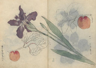 Ariyoshi Kondo - Sketchbook Pl045.webp