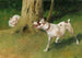 Hund und Katze - Arthur Heyer — Ansicht des Kunstwerks