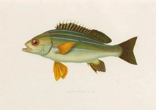 Arthus Bertrand - Pristipoma octolineatum.webp