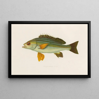 Arthus Bertrand - Pristipoma octolineatum.webp