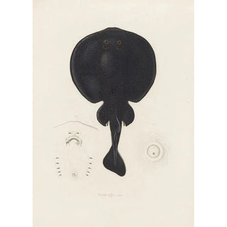Arthus Bertrand - Torpedo nigra.webp